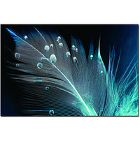 Oppidan Home "Peacock Feather With Water Droplets" 32"H X 48"W Multicolor Acrylic