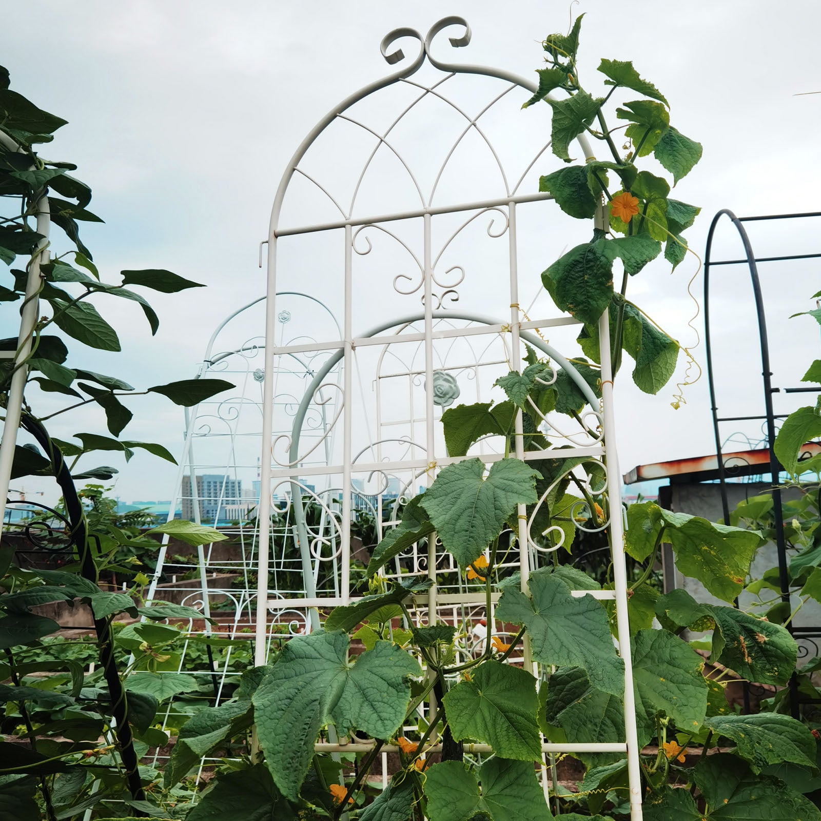 4 Pack Metal Garden Trellis 86.7" X 19.7" Rustproof Trellis For Climbing Plants Outdoor Flower Support Cream White Cream White Garden & Outdoor Iron