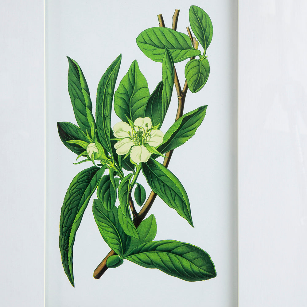 Set Of 4 Botanical Flower Wall Art, Home Decor For Living Room, Dining Room, Bedroom, Hallway, 20" X 28" White Blue Plastic