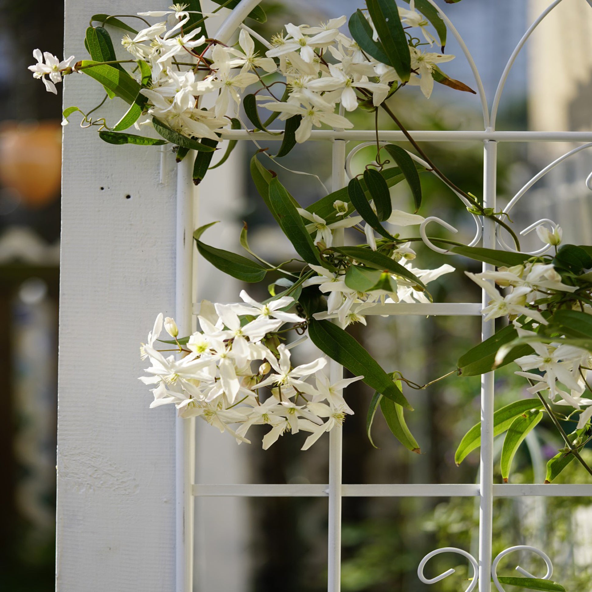 4 Pack Metal Garden Trellis 71" X 19.7" Rustproof Trellis For Climbing Plants Outdoor Flower Support Cream White Cream White Iron