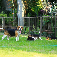 16 Panels Dog Playpen For Outdoor,Yard,Camping,31.6"Height Dog Fence With 2 Doors. Black Pet Pen Metal