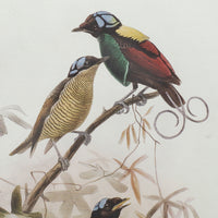 S 2 Bird Framed Print, 19.5X27.5" Multicolor Wood