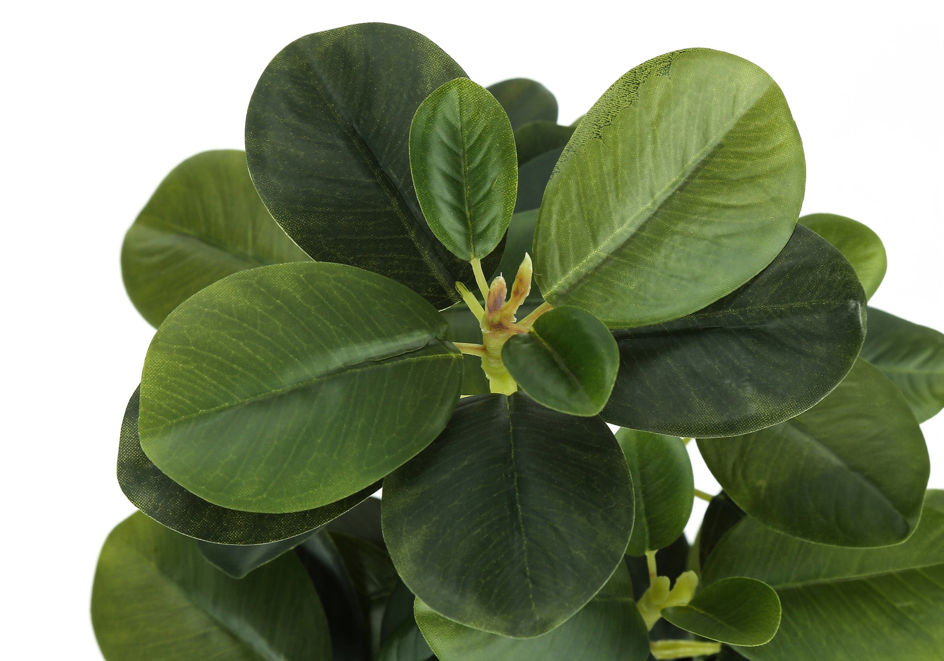 Artificial Plant, 14" Tall, Ficus, Indoor, Faux, Fake, Table, Greenery, Potted, Set Of 2, Decorative, Green Leaves, Black Pots Green Foam Plastic