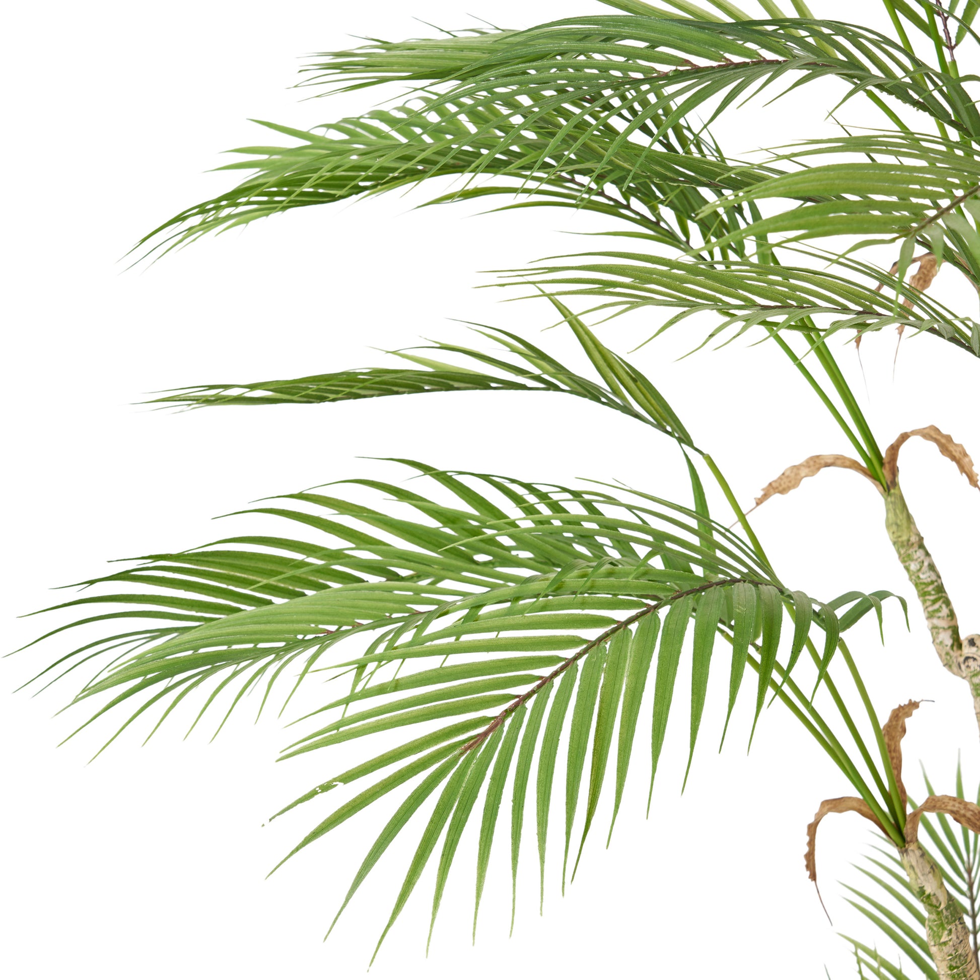 165Cm Artificial Palm Tree Green Iron Plastic